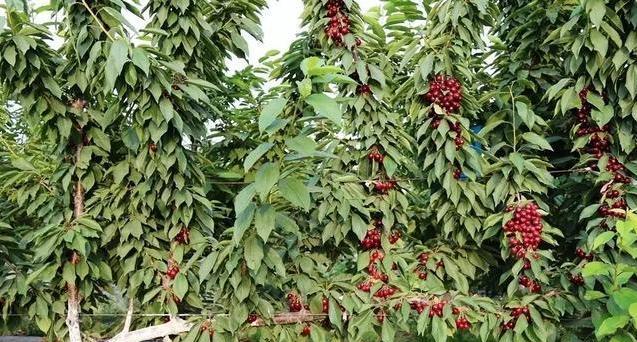 河南适合种植樱桃吗？种植樱桃的条件是什么？