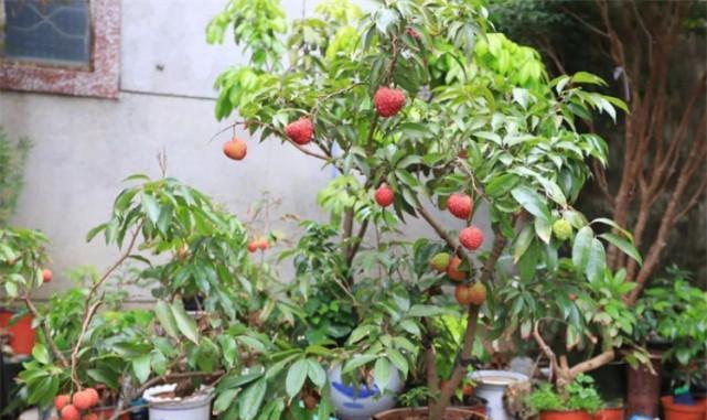 河南能种植荔枝树吗？种植后能否成功结果？