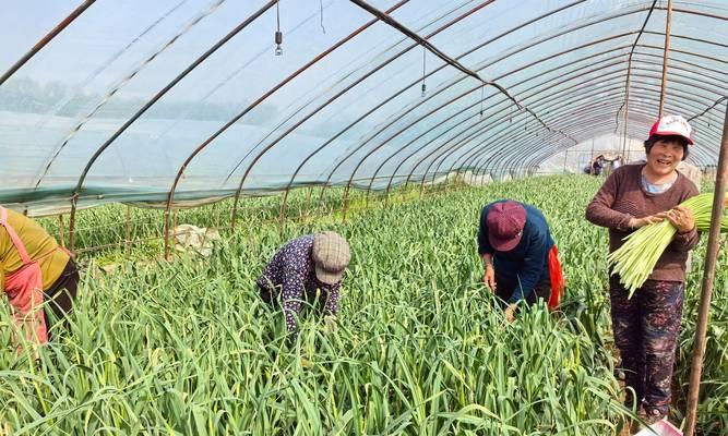 河南蒜苔几月份收获最佳？收获时间表是什么？