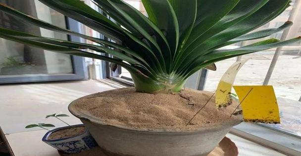 河沙种花可行吗？使用河沙种植花卉的正确方法是什么？