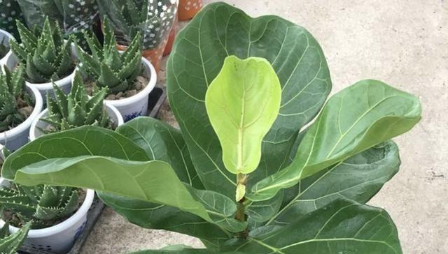 河沙种花可行吗？使用河沙种植花卉的正确方法是什么？