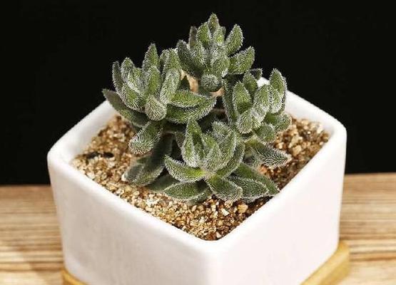 河沙土适合种植花卉吗？使用河沙土种花的正确方法是什么？