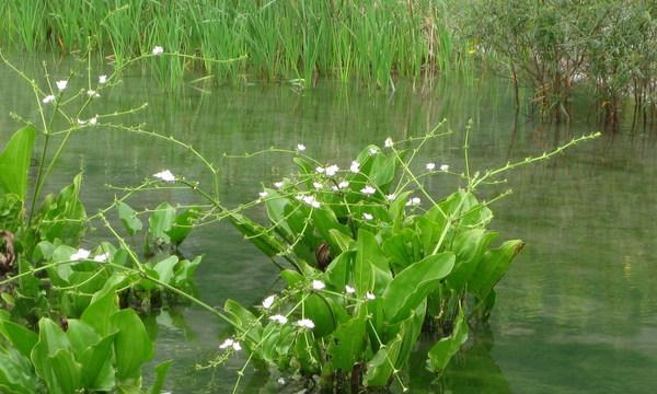 河水可以浇花吗？使用河水浇花需要注意什么？