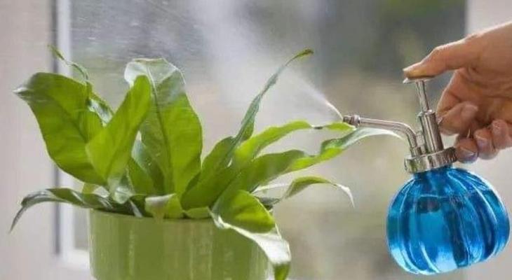 河水可以浇花吗？使用河水浇花需要注意什么？