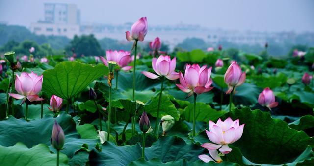 荷花的样子和特点描写是什么？如何区分不同品种的荷花？
