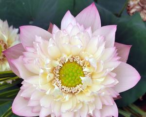 荷花和芙蓉花是一种花吗？它们之间有什么区别？