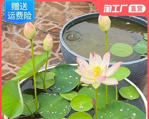 荷花和睡莲哪个更好养？养植技巧和常见问题解答