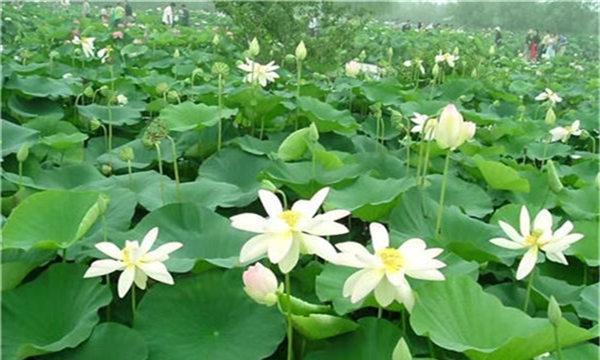 荷花几月份种植最好？适合什么季节种植荷花？