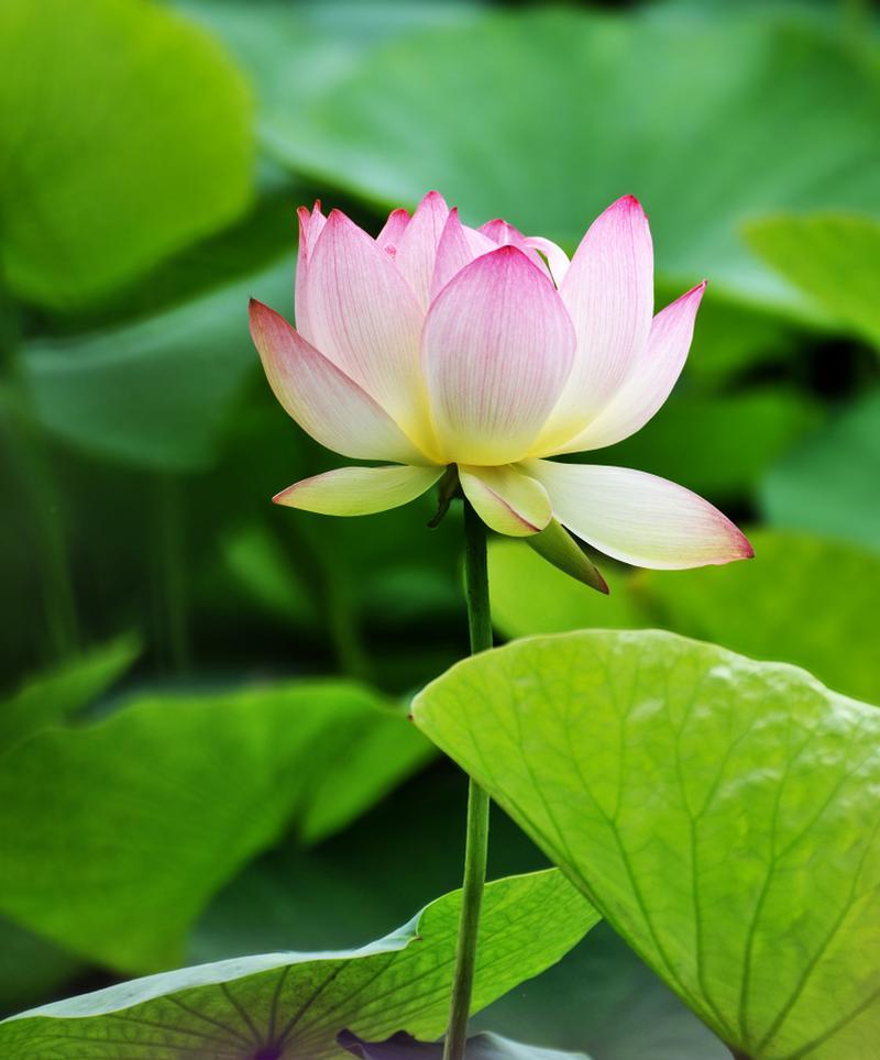 荷花如何传播种子？种子传播的常见方法有哪些？