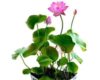 荷花水培可行吗？水培荷花的正确方法是什么？