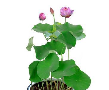 荷花可以种在土里吗？如何正确种植荷花？