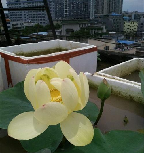 荷花兰怎么养？养殖过程中需要注意哪些问题？