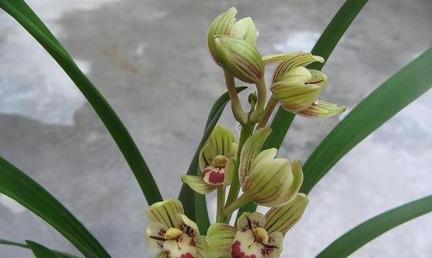 荷花兰何时开花？如何确保其顺利开花？