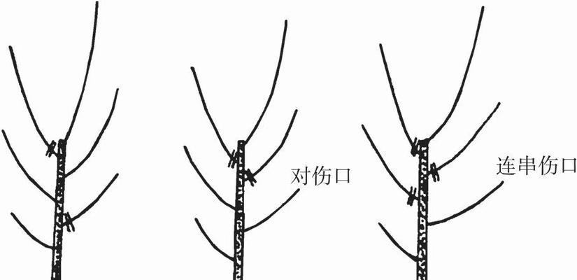 荷花令箭修剪方法是什么？如何正确修剪令箭荷花？