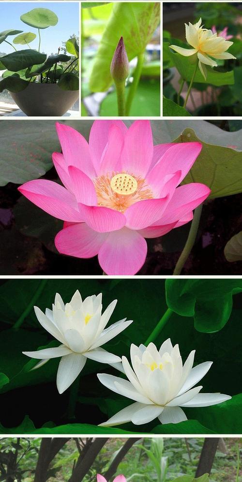 荷花什么时候种植最好？春季还是夏季？