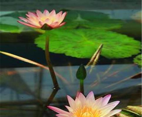 荷花生长环境条件是什么？荷花有哪些独特生长特点？