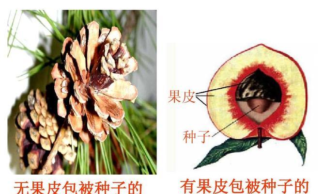 荷花属于裸子植物吗？常见误解有哪些？