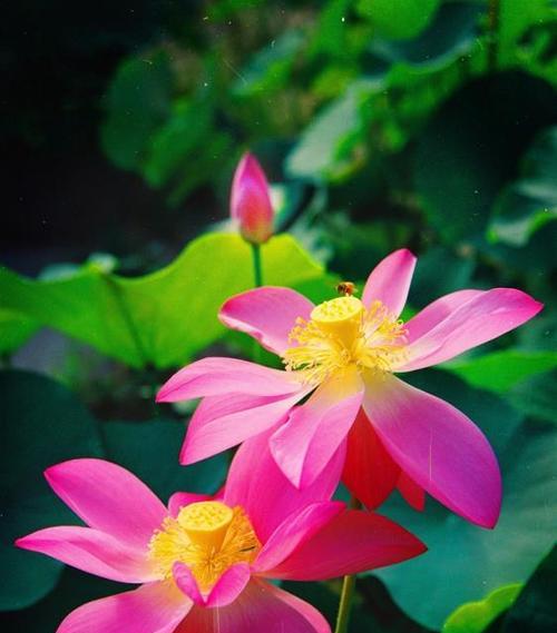 荷花是哪个市的市花？哪个城市以荷花为市花？