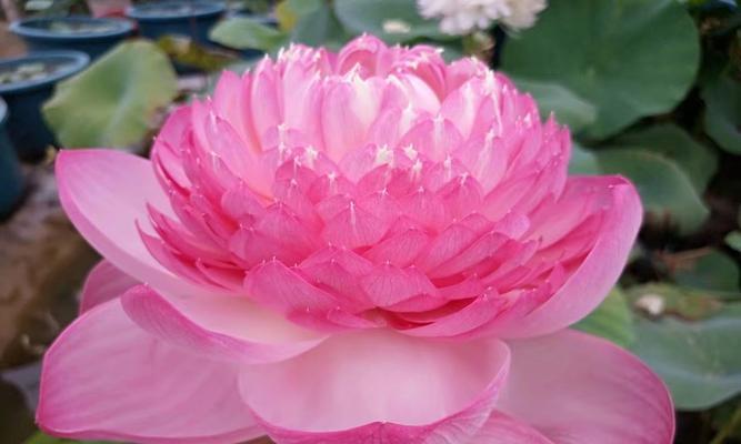 荷花通常在哪个季节开花？具体开花月份是什么时候？