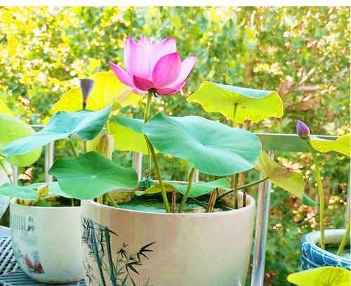 荷花是植物吗？属于多年生草本植物的特性是什么？
