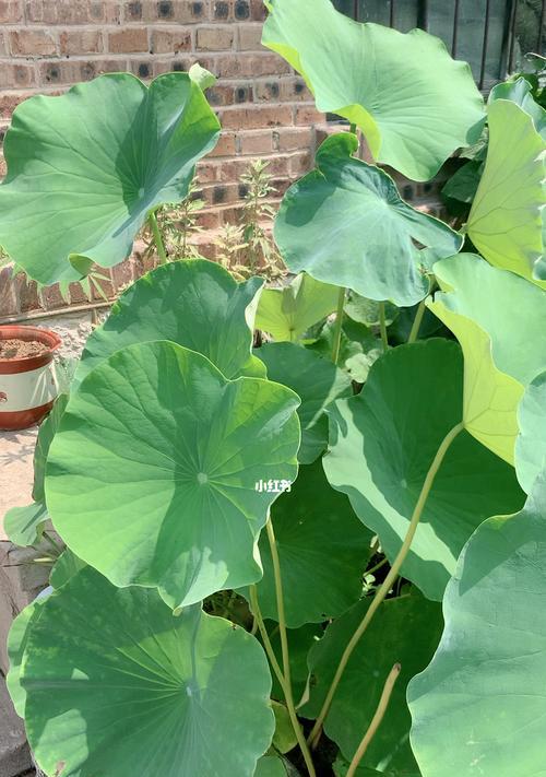 荷花不开花是什么原因？如何解决不开花的问题？