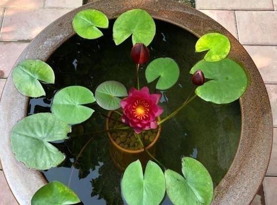 荷花喜阴还是喜阳？如何正确养护荷花？