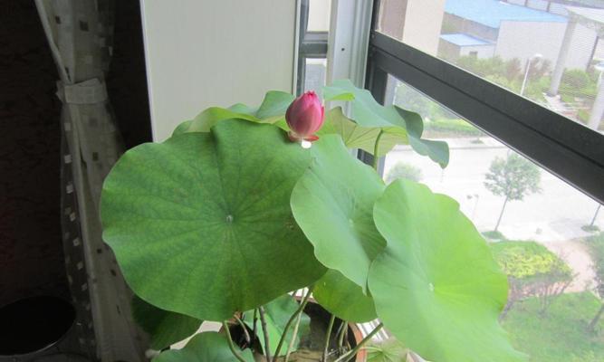 荷花叶子发黄怎么办？如何有效处理和预防？
