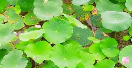 荷花叶子卷曲是什么原因？如何进行补救处理？