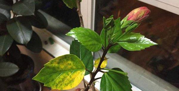 荷花叶子烂了怎么办？如何有效预防和处理？