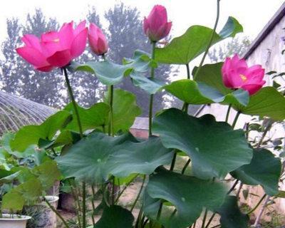 荷花栽种方法和注意事项是什么？如何避免常见错误？