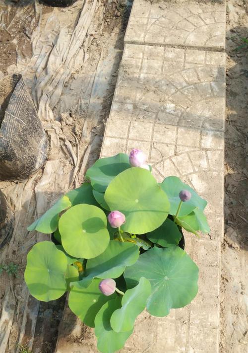 荷花长虫子了怎么办？有效防治方法有哪些？