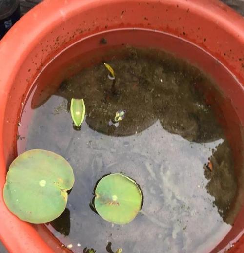 荷花种子怎么发芽？荷花籽泡出芽后如何正确栽种？