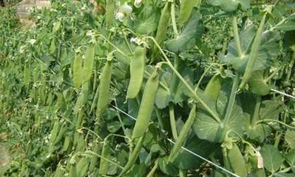 荷兰豆播种的最佳时间是什么时候？播种后需要注意什么？
