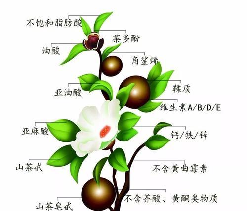 荷兰菊播种的最佳时间是什么时候？如何确保高发芽率？