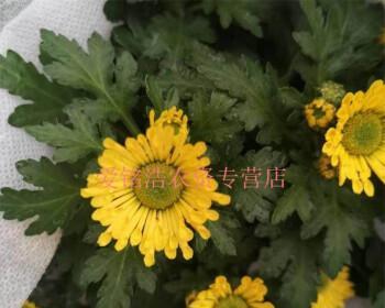 荷兰菊怎么养长的好？有哪些养护技巧？