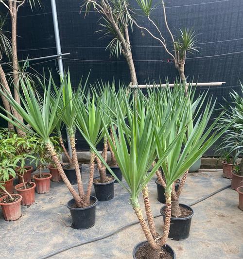 荷兰铁开花吗？花期持续多长时间？