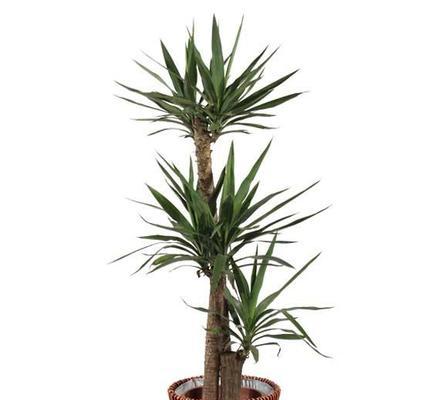 荷兰铁开花吗？花期持续多长时间？