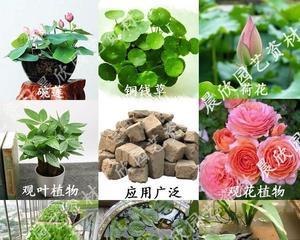 荷塘泥种花的正确方法是什么？使用荷塘泥有哪些注意事项？