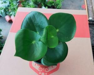 荷叶碧玉会开花吗？开花时是什么样子的？