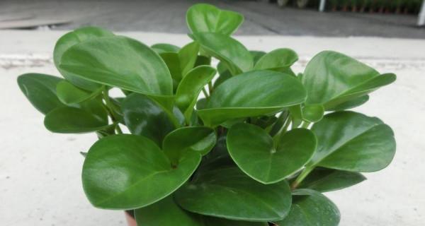 荷叶碧玉会开花吗？开花时是什么样子的？