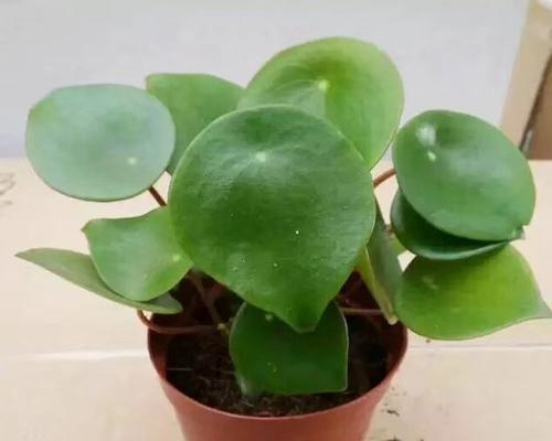 荷叶代表的生肖是什么？荷叶与生肖之间有何联系？
