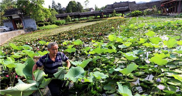 荷叶最佳采摘时间是什么时候？采摘后如何保存？