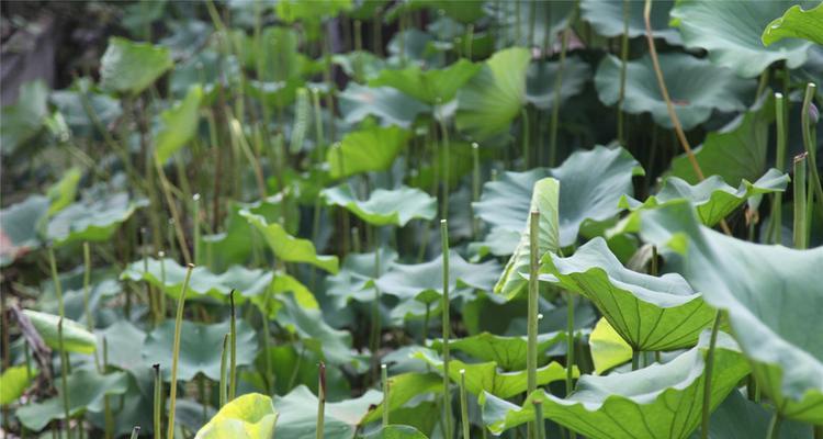 荷叶最佳采摘时间是什么时候？采摘后如何保存？