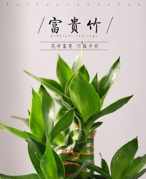 荷叶竹水培与土培哪种更优？养护方法和效果对比分析？