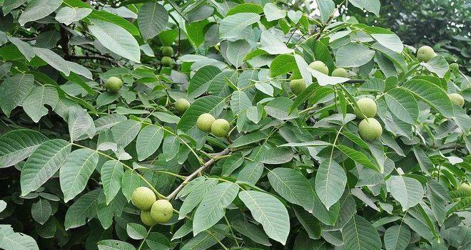核桃的生长过程是怎样的？核桃树从种植到结果需要多久？