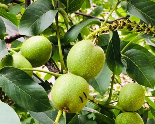 核桃种植几年才能结果？实结果需要多长时间？