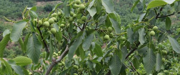核桃种植几年才能结果？实结果需要多长时间？