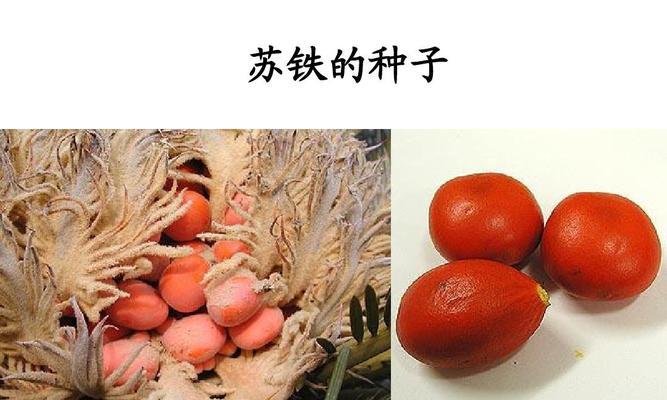 核桃属于裸子植物吗？它们的分类特征是什么？