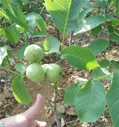 核桃树多久浇一次水合适？浇水频率如何确定？