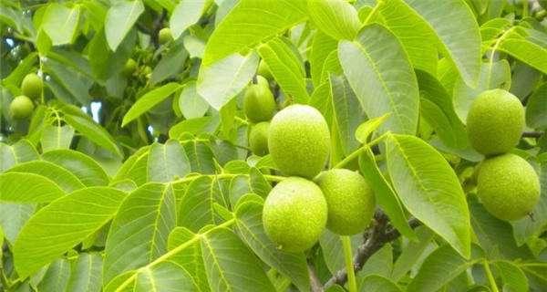 核桃树在风水中扮演什么角色？其寓意有哪些？
